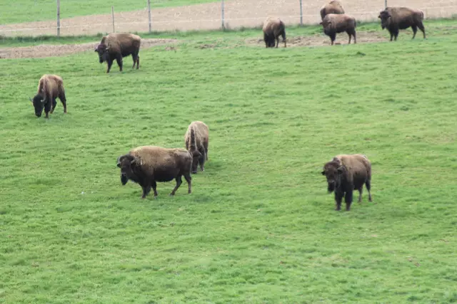 Bisons in Hohenlohe🦬🦬🦬 | Foto: Ralf Röser
