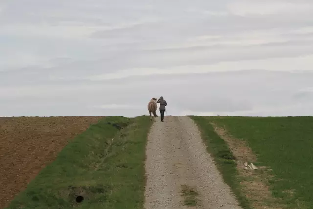 Bisons in Hohenlohe🦬🦬🦬 | Foto: Ralf Röser