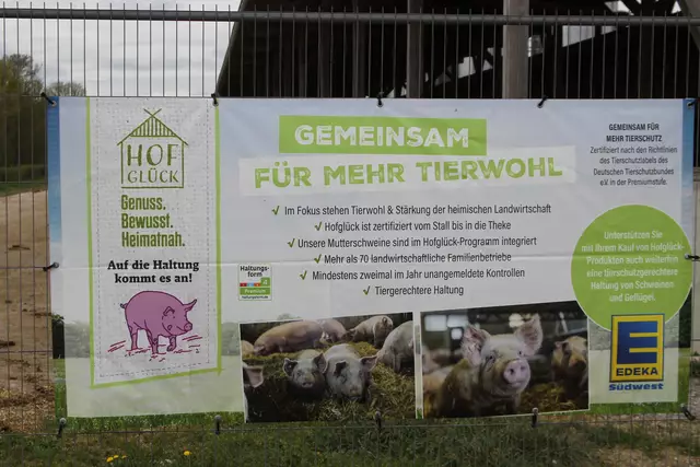 Bisons in Hohenlohe🦬🦬🦬 | Foto: Ralf Röser