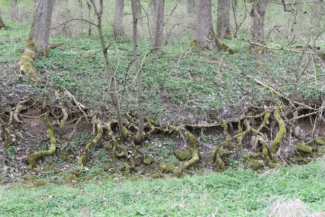 Bisons in Hohenlohe🦬🦬🦬 | Foto: Ralf Röser
