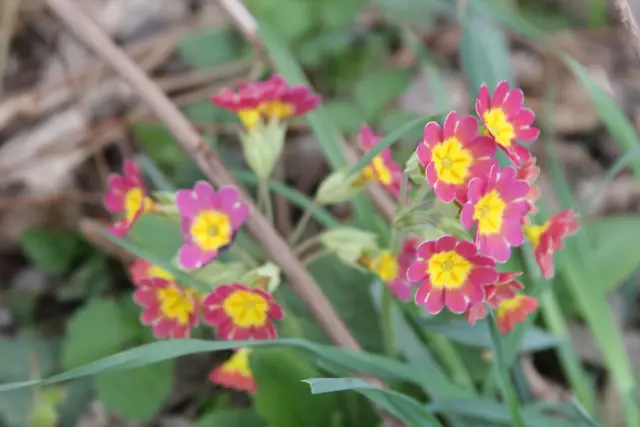 Bisons in Hohenlohe🦬🦬🦬 | Foto: Ralf Röser