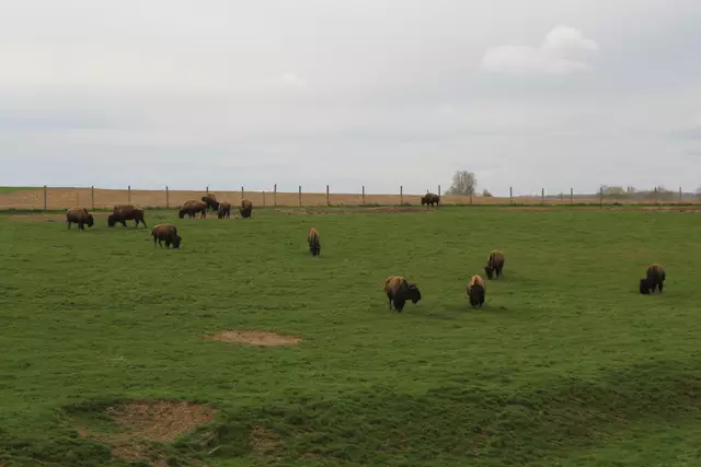 Bisons in Hohenlohe🦬🦬🦬 | Foto: Ralf Röser