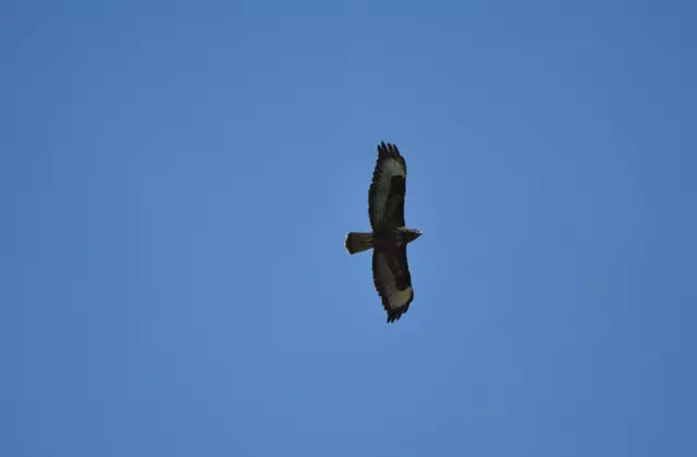 Ein Bussard. Wir haben viele Greifvögel gesehen. Aber meist zu weit weg zum fotografieren | Foto: Daniela Somers