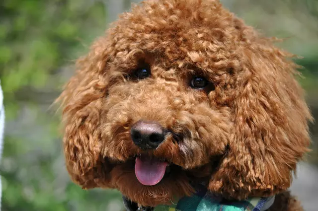 Ich komm gleich wieder zu dir zum streicheln lassen | Foto: Daniela Somers