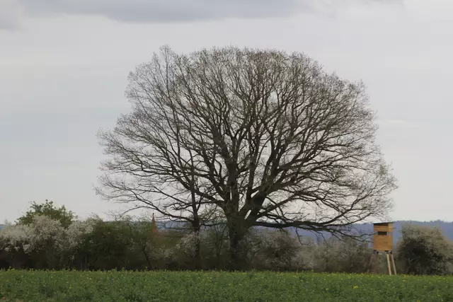 Bisons in Hohenlohe🦬🦬🦬 | Foto: Ralf Röser