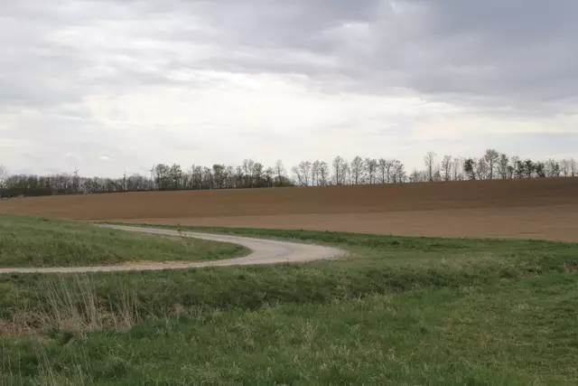 Bisons in Hohenlohe🦬🦬🦬 | Foto: Ralf Röser