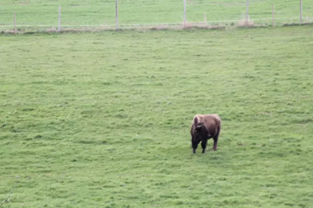Bisons in Hohenlohe🦬🦬🦬 | Foto: Ralf Röser
