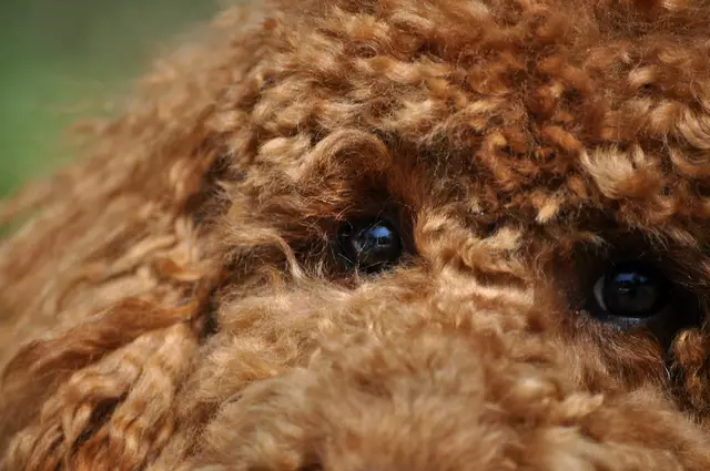 Süße Knopfaugen | Foto: Daniela Somers