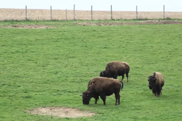 Bisons in Hohenlohe🦬🦬🦬 | Foto: Ralf Röser