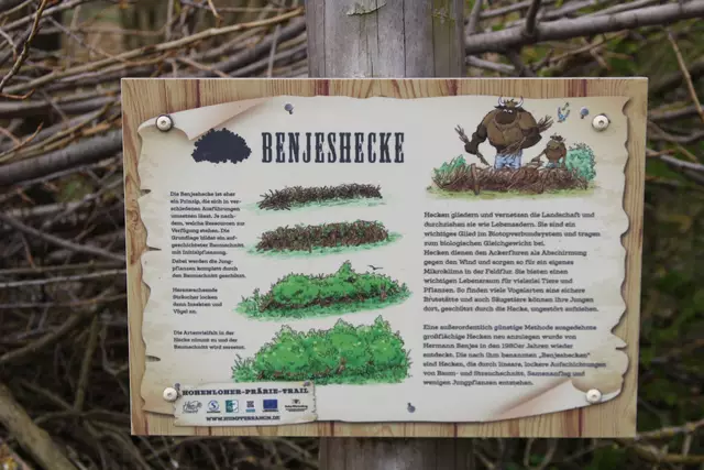 Bisons in Hohenlohe🦬🦬🦬 | Foto: Ralf Röser