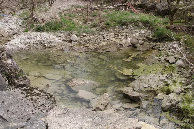 Bisons in Hohenlohe🦬🦬🦬 | Foto: Ralf Röser