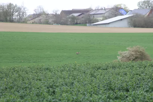 Bisons in Hohenlohe🦬🦬🦬 | Foto: Ralf Röser