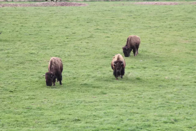 Bisons in Hohenlohe🦬🦬🦬 | Foto: Ralf Röser