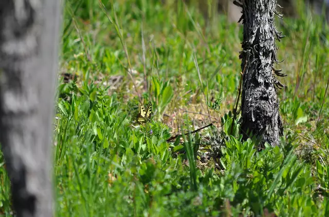 Schade, er war doch ziemlich weit weg. | Foto: Daniela Somers