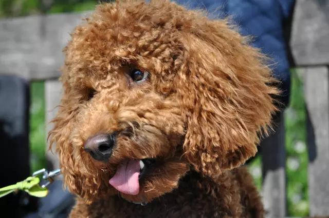 Was hast du gesagt? | Foto: Daniela Somers