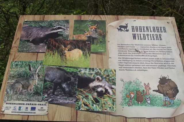 Bisons in Hohenlohe🦬🦬🦬 | Foto: Ralf Röser