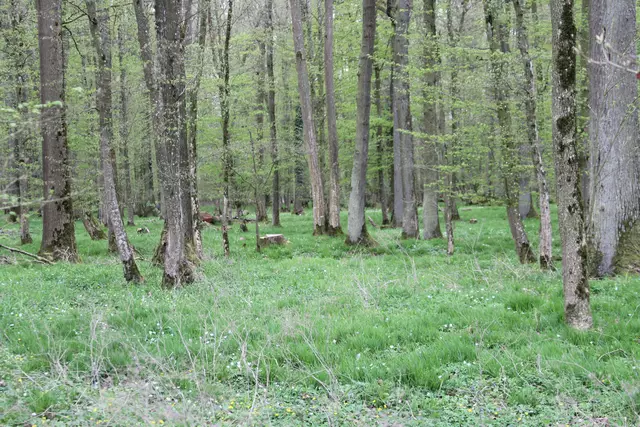 Bisons in Hohenlohe🦬🦬🦬 | Foto: Ralf Röser