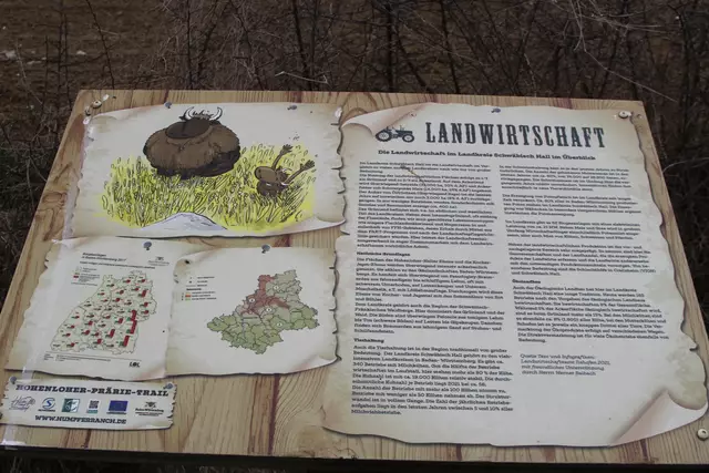 Bisons in Hohenlohe🦬🦬🦬 | Foto: Ralf Röser