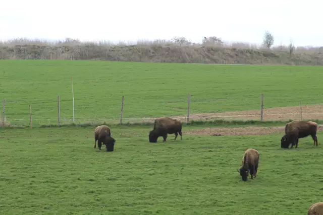 Bisons in Hohenlohe🦬🦬🦬 | Foto: Ralf Röser
