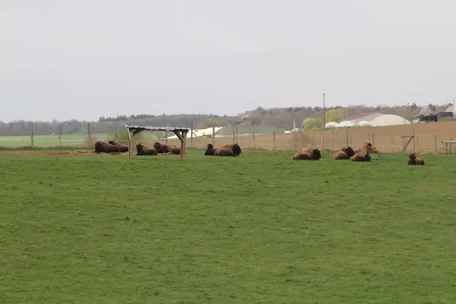 Bisons in Hohenlohe🦬🦬🦬 | Foto: Ralf Röser