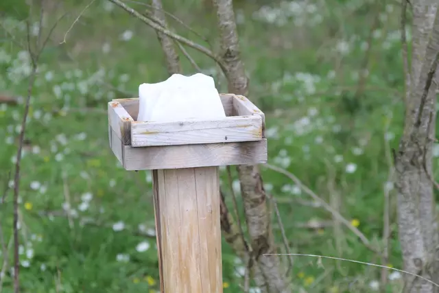 Bisons in Hohenlohe🦬🦬🦬 | Foto: Ralf Röser