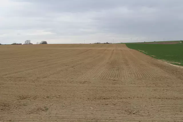 Bisons in Hohenlohe🦬🦬🦬 | Foto: Ralf Röser