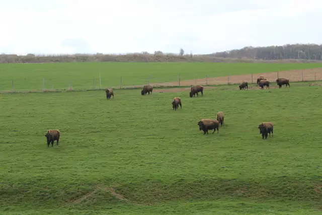 Bisons in Hohenlohe🦬🦬🦬 | Foto: Ralf Röser