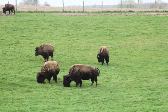 Bisons in Hohenlohe🦬🦬🦬 | Foto: Ralf Röser
