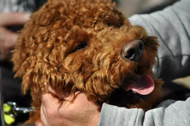 Beidhändiges Knuddeln. Ja, das mag ich. | Foto: Daniela Somers