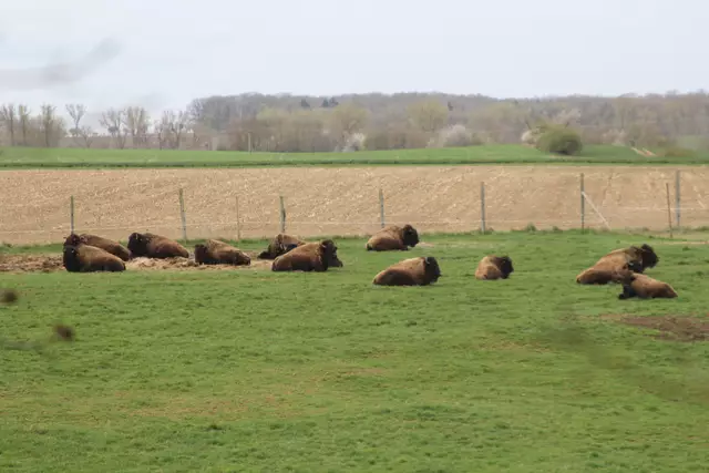 Bisons in Hohenlohe🦬🦬🦬 | Foto: Ralf Röser