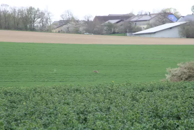 Bisons in Hohenlohe🦬🦬🦬 | Foto: Ralf Röser