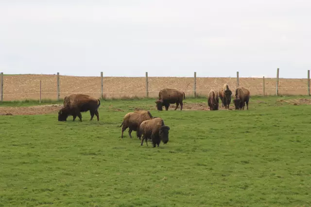 Bisons in Hohenlohe🦬🦬🦬 | Foto: Ralf Röser