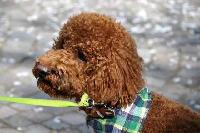 Nee, im Schatten sitzen ist langweilig | Foto: Daniela Somers