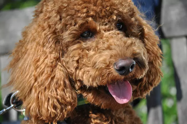 Benny der Sonnenschein | Foto: Daniela Somers