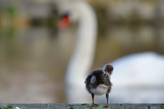 ...und ein Gsechwisterchen braucht "im Bad" ein bisschen länger :-) | Foto: Moni Bordt