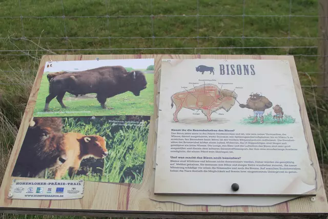 Bisons in Hohenlohe🦬🦬🦬 | Foto: Ralf Röser