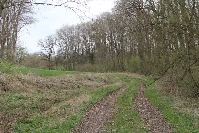 Bisons in Hohenlohe🦬🦬🦬 | Foto: Ralf Röser