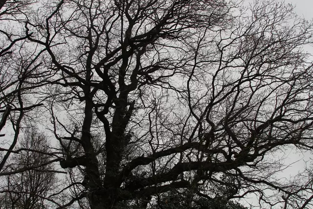 Bisons in Hohenlohe🦬🦬🦬 | Foto: Ralf Röser