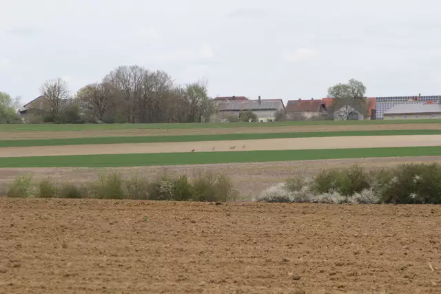 Bisons in Hohenlohe🦬🦬🦬 | Foto: Ralf Röser