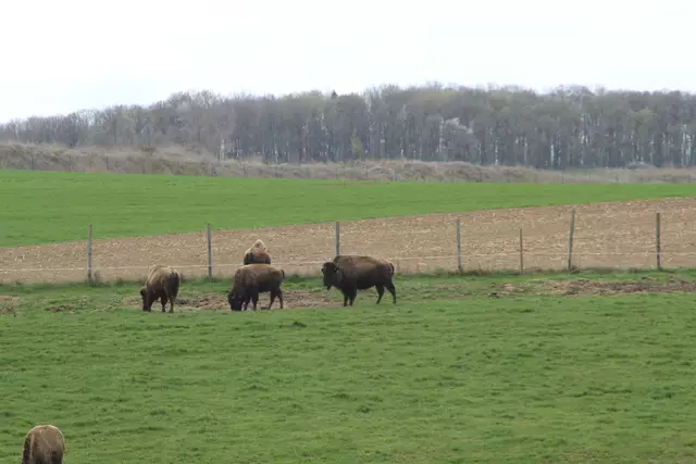 Bisons in Hohenlohe🦬🦬🦬 | Foto: Ralf Röser