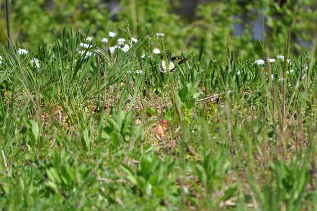 Zwei Schalbenschwänze haben uns in Trapp gehalten. Keine Sekunde sind sie still gesessen. Besser habe ich ihn leider nicht erwischt. | Foto: Daniela Somers