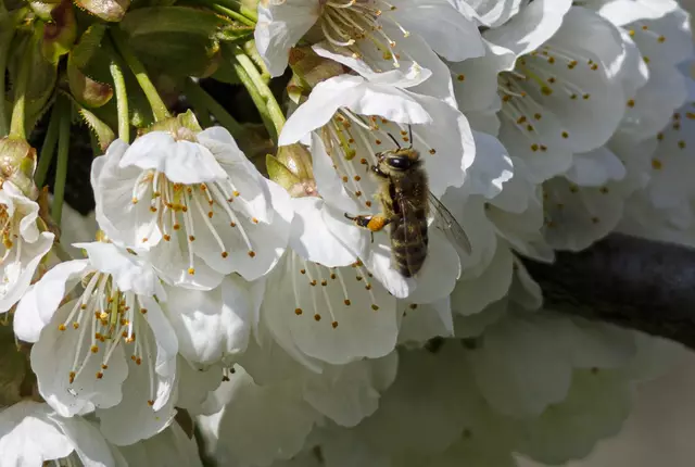 Foto: c uschipohl