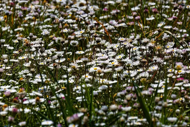 Foto: WKY