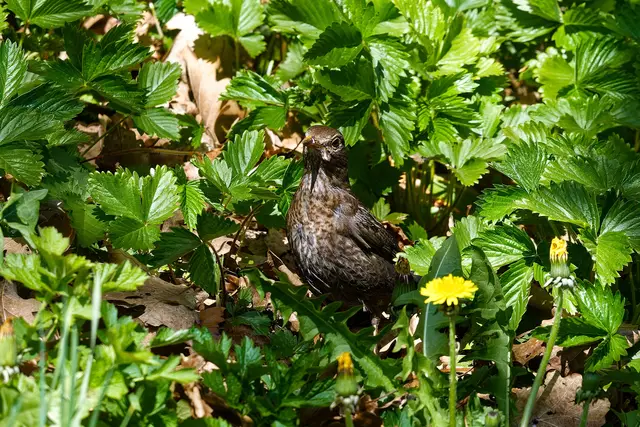 Foto: WKY