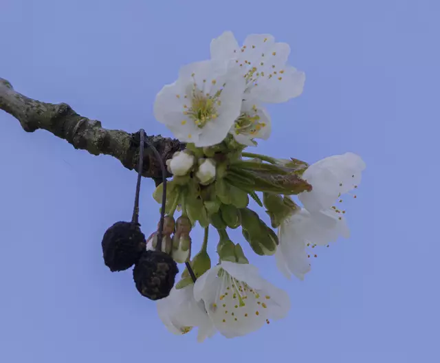 Blüten mit Kirschen vom letzten Jahr | Foto: c uschipohl