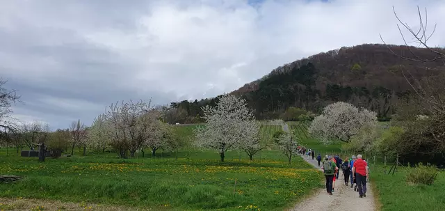 Die restliche Wanderstrecke führt durch Weinberge. | Foto: privat Sibylle Tröber