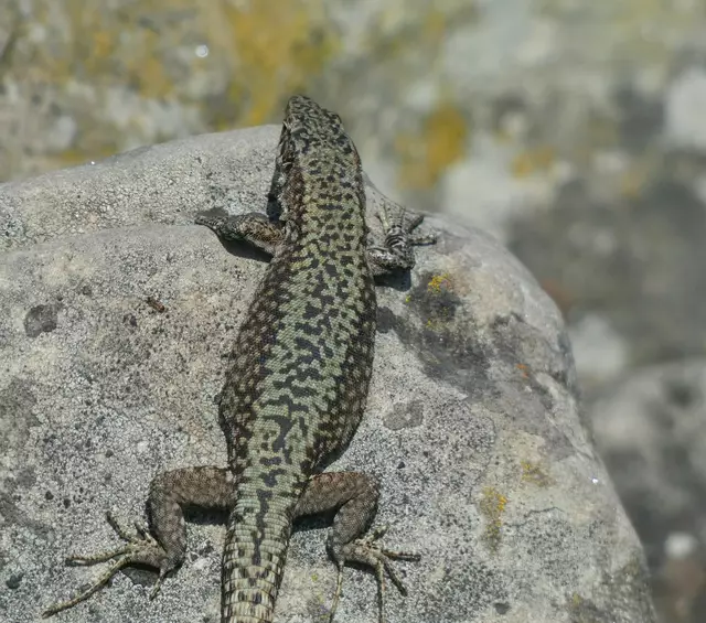 Und zwischen den Trümmern ist so viel Leben.  | Foto: sigischlottke