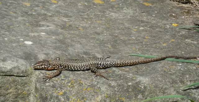 So viele Eidechsen waren in den Steinen unterwegs.  | Foto: sigischlottke