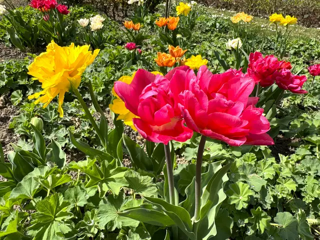 Foto: Heide Böllinger aus Bad Friedrichshall