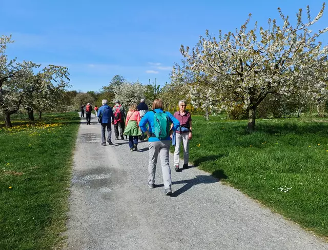 Die Kirschenallee | Foto: E. Rosendorf